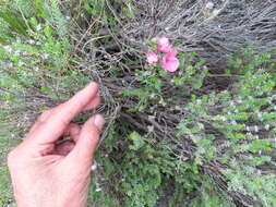 Image of Diascia integerrima E. Mey. ex Benth.