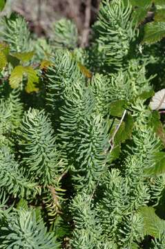 Sivun Euphorbia natalensis Bernh. ex C. Krauss kuva