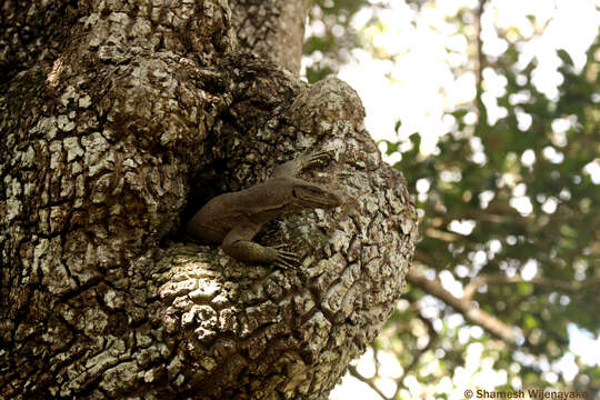 Image of Bengal Monitor Lizard