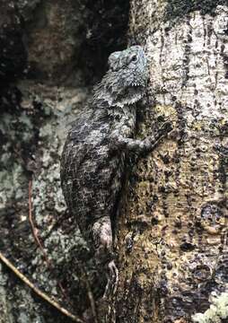 Image of Lundell's Spiny Lizard