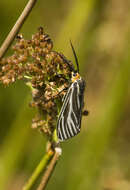 Image de Ctenucha vittigerum Blanchard 1852