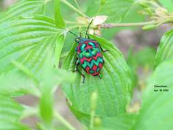 Image of Poecilocoris Dallas 1848