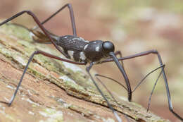 Image of Talanthia phalangium Pascoe 1871