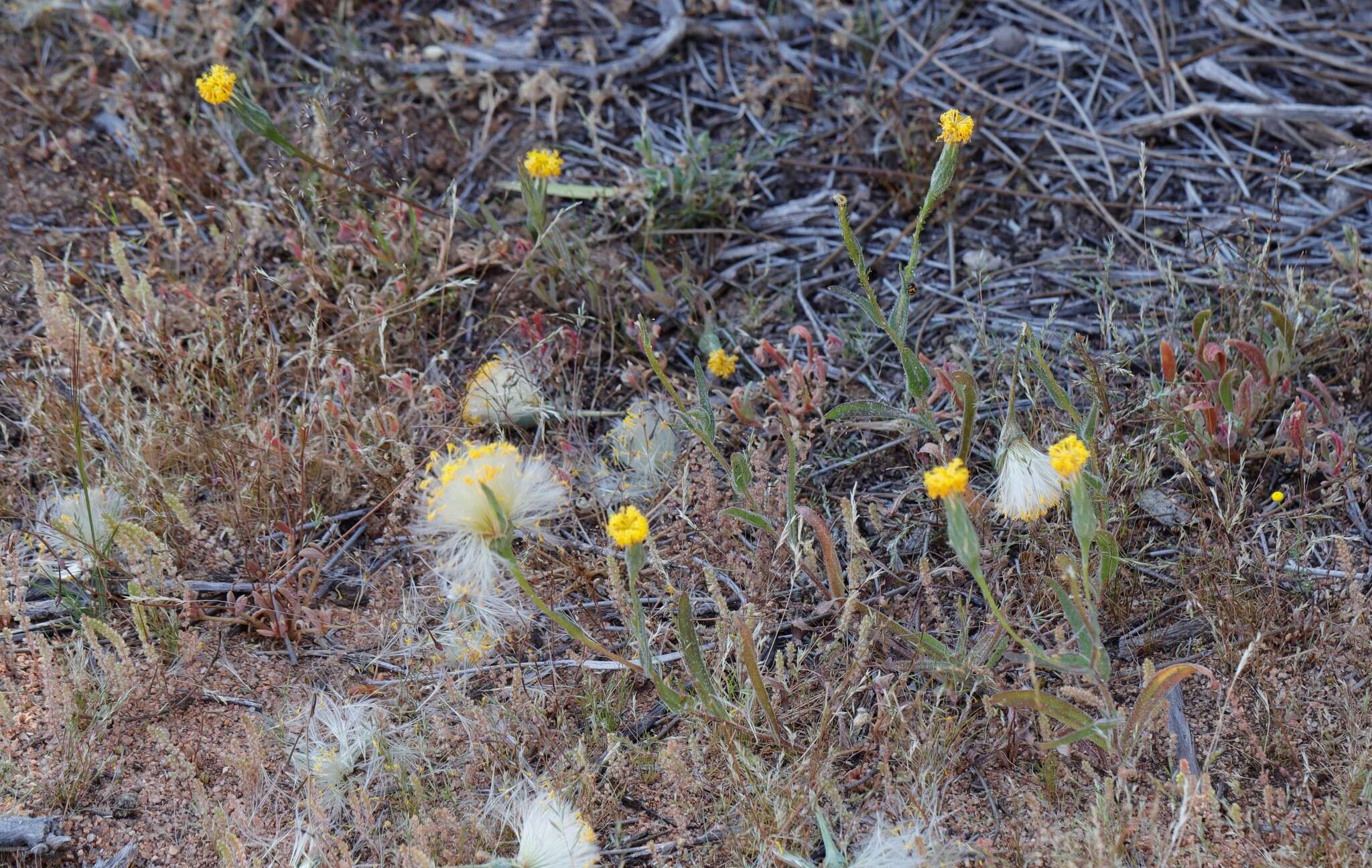 Image of Podotheca gnaphalioides R. Grah.