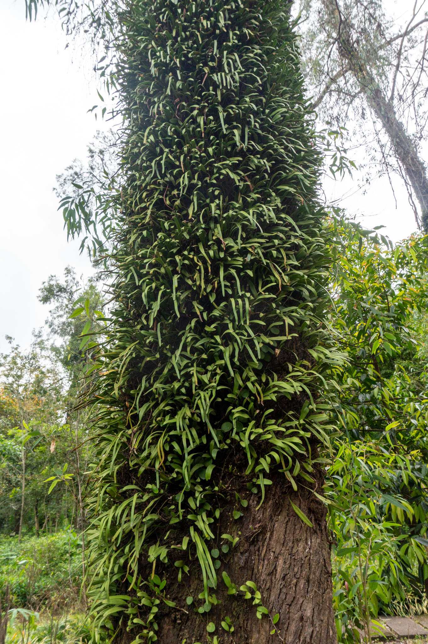 Image of Pyrrosia adnascens (Sw.) Ching