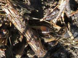 Image of Field Cockroach