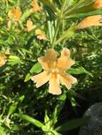 Image of southern bush monkeyflower