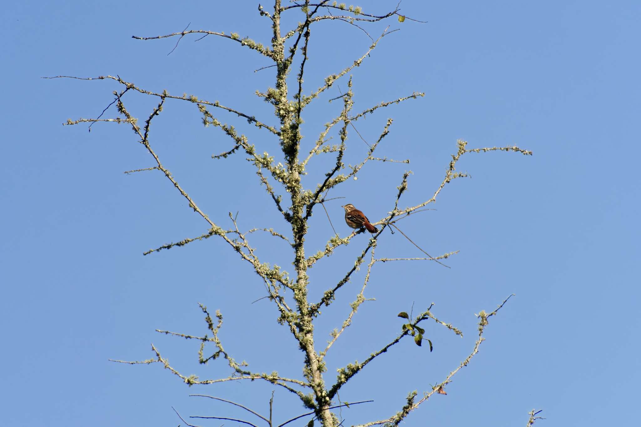 Image of Brown-backed Scrub Robin