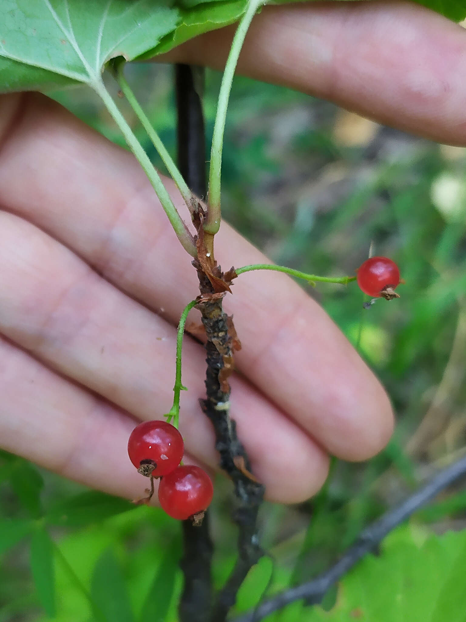 Image of Ribes spicatum subsp. hispidulum (Jancz.) L. Hämet-Ahti