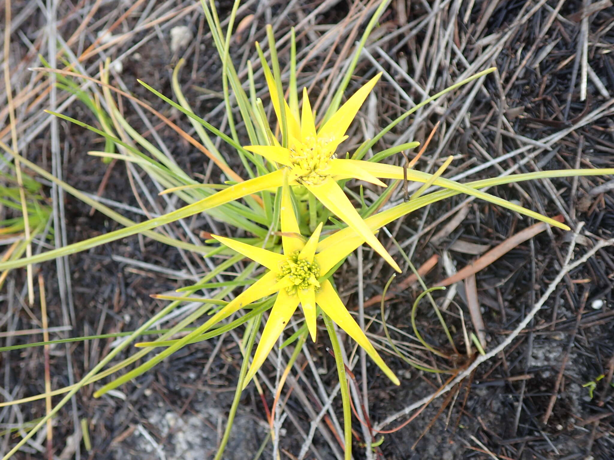 Ficinia radiata (L. fil.) Kunth的圖片