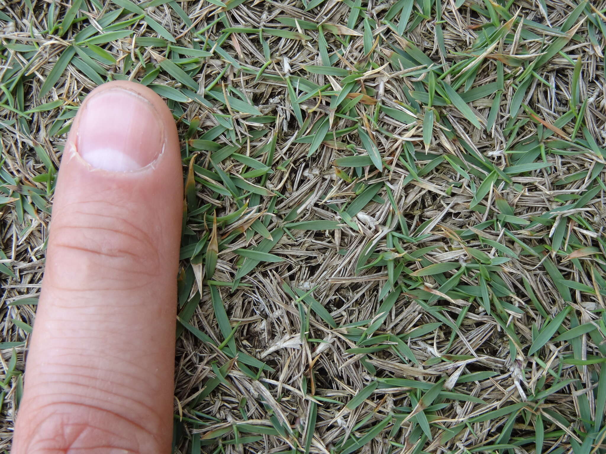 Image of Manila grass