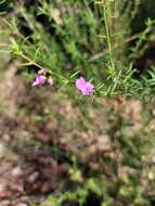 Image of Prostanthera scutellarioides (R. Br.) Druce