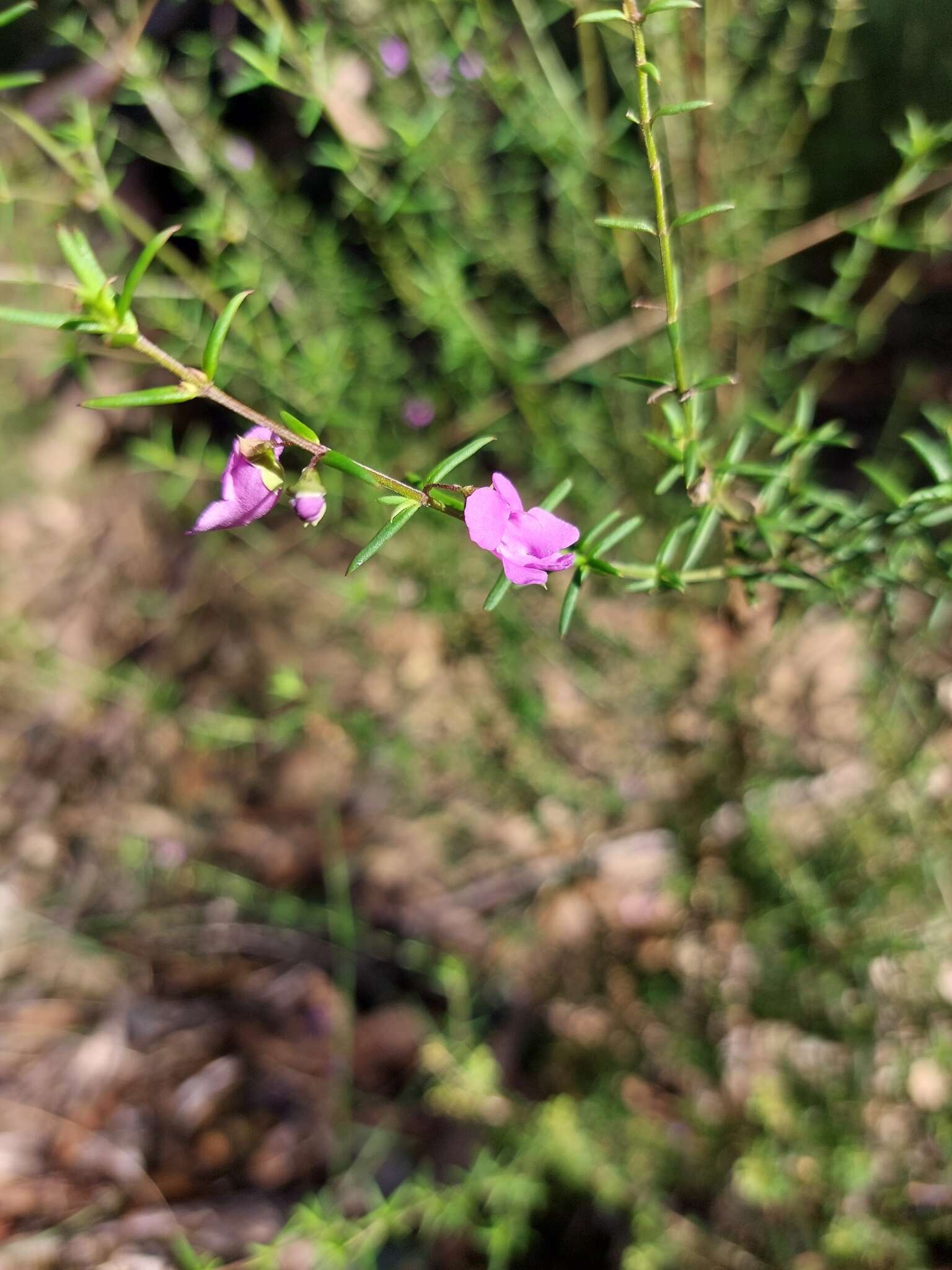 Image of Prostanthera scutellarioides (R. Br.) Druce