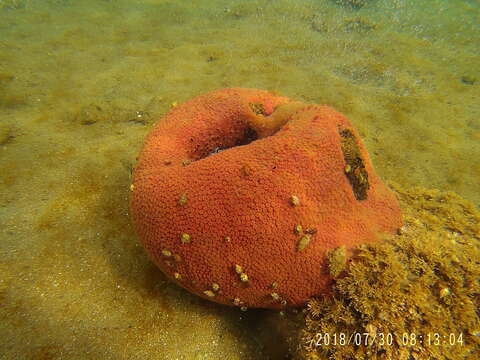 Image of California boring horny sponge