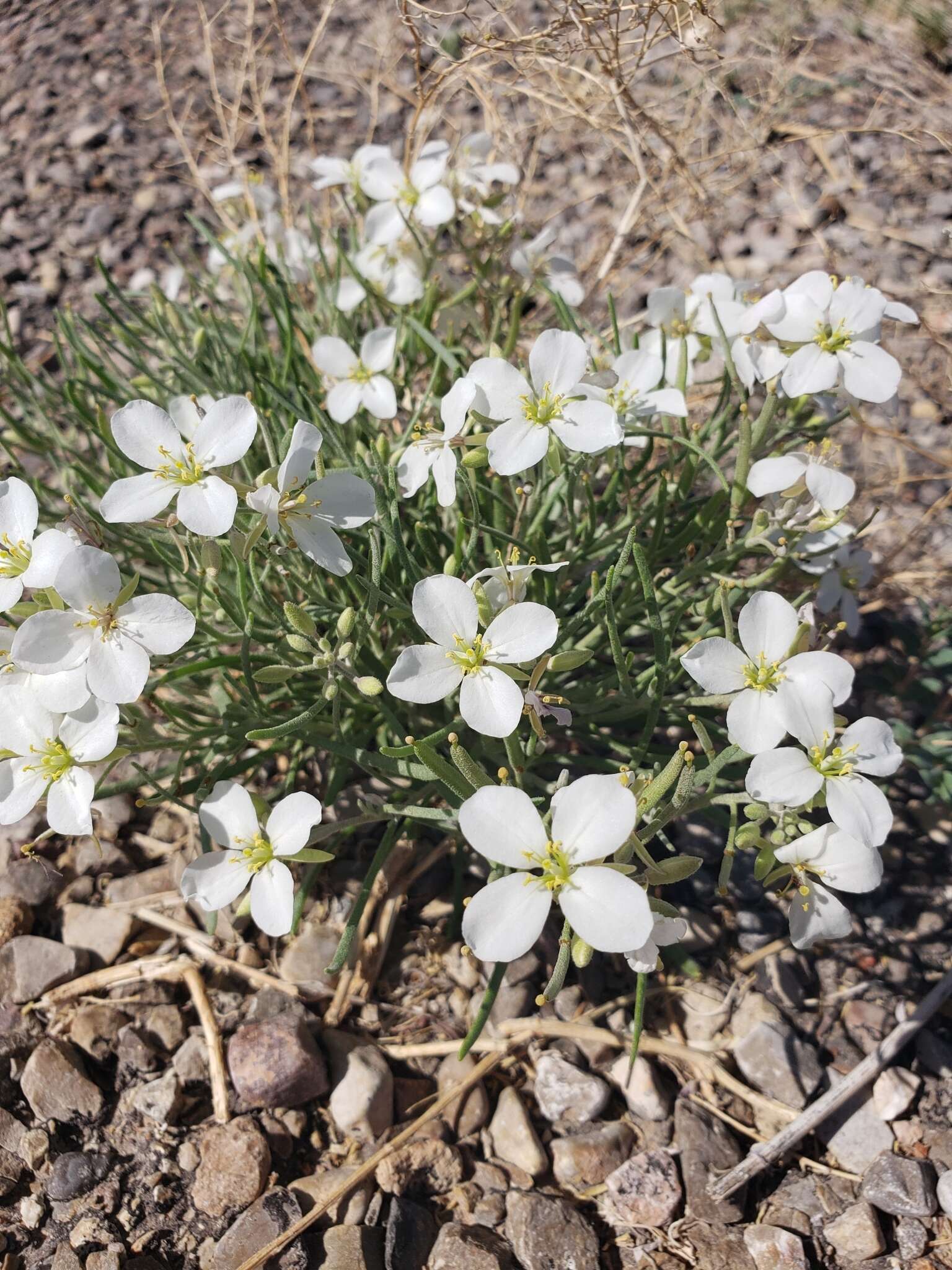 Image of White Sands fanmustard