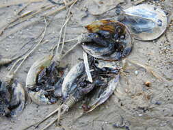 Image of Triops vicentinus Korn, Machado, Cristo & Cancela da Fonseca 2010