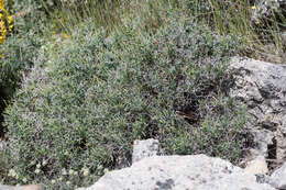 Image of Bupleurum fruticescens subsp. spinosum (Gouan) O. Bolos & Vigo