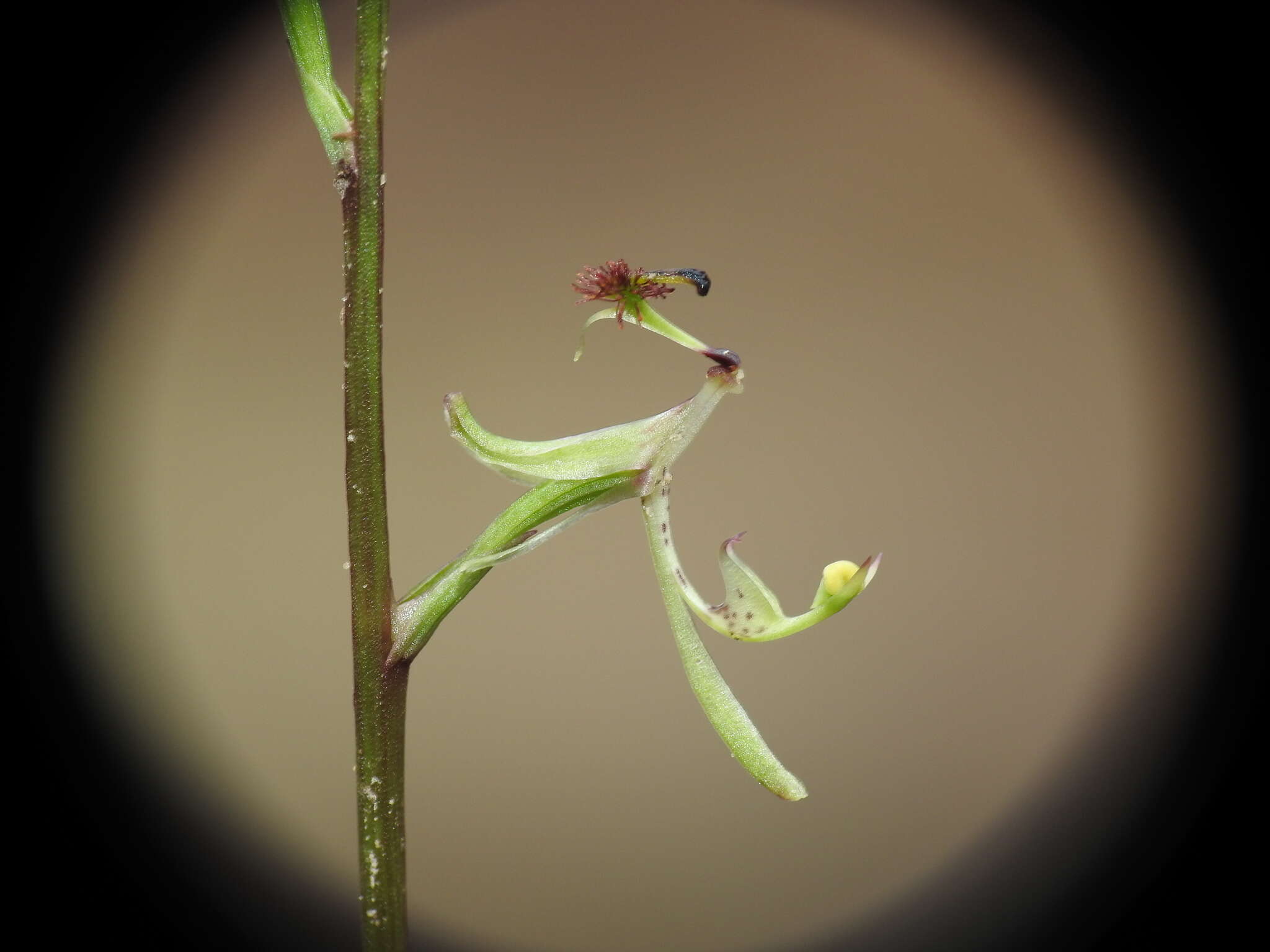 Plancia ëd Arthrochilus irritabilis F. Muell.