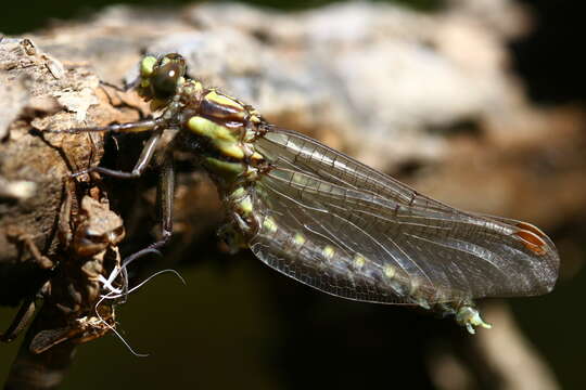 Image de Neogomphus Selys 1858