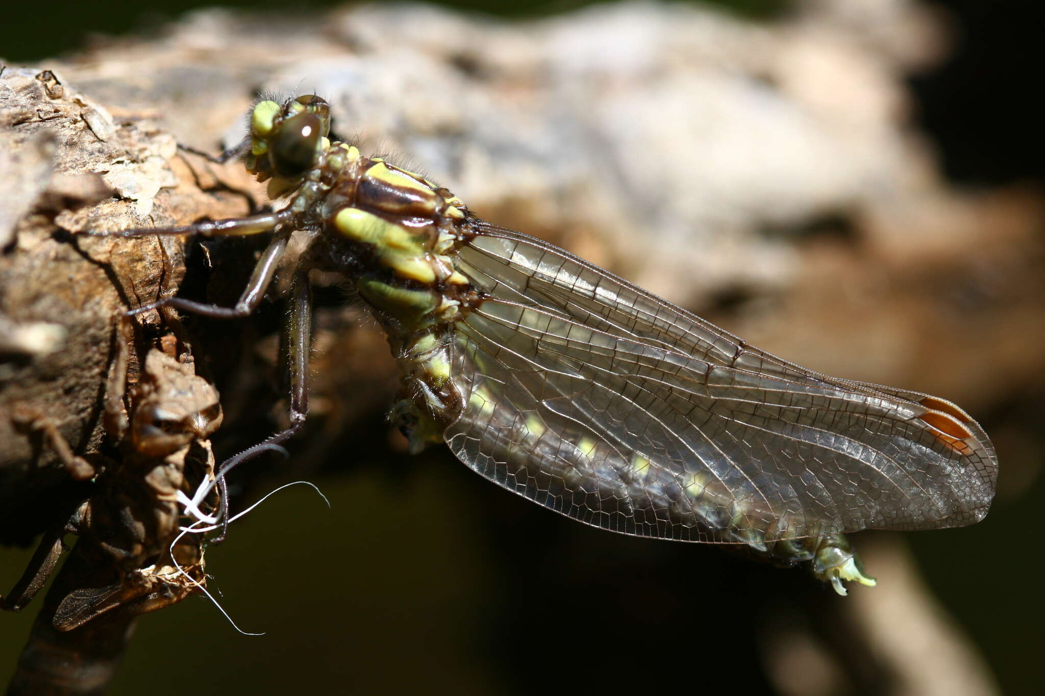 صورة Neogomphus bidens Selys 1878