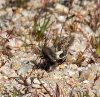 Image of Kern primrose sphinx moth