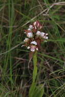 Image de Satyrium sphaerocarpum Lindl.