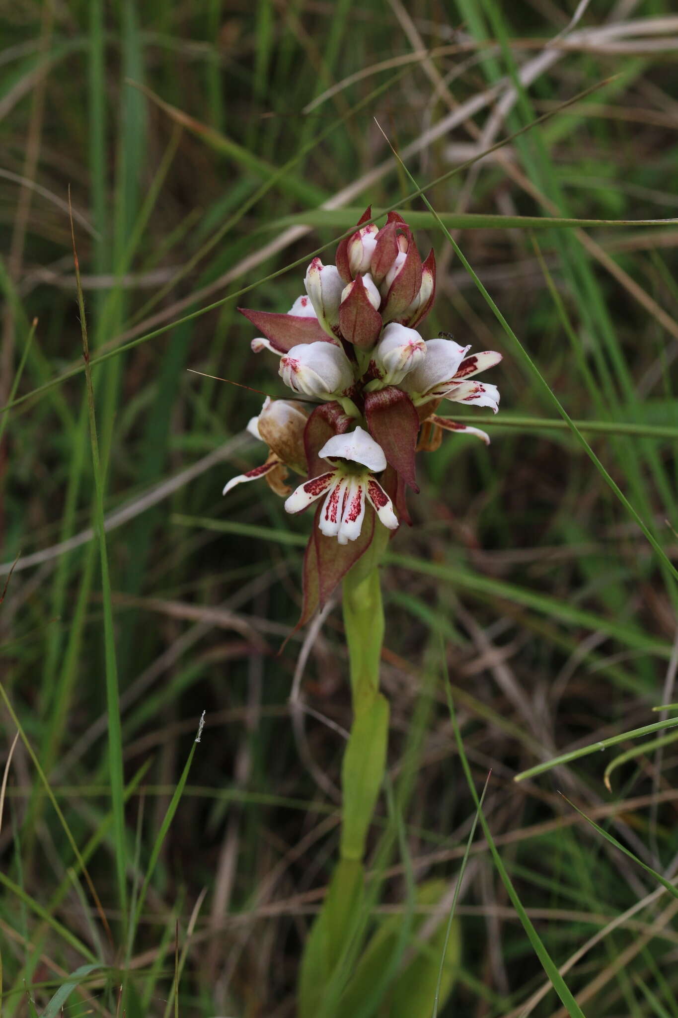 Image de Satyrium sphaerocarpum Lindl.