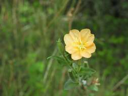 Image de Oenothera parodiana Munz