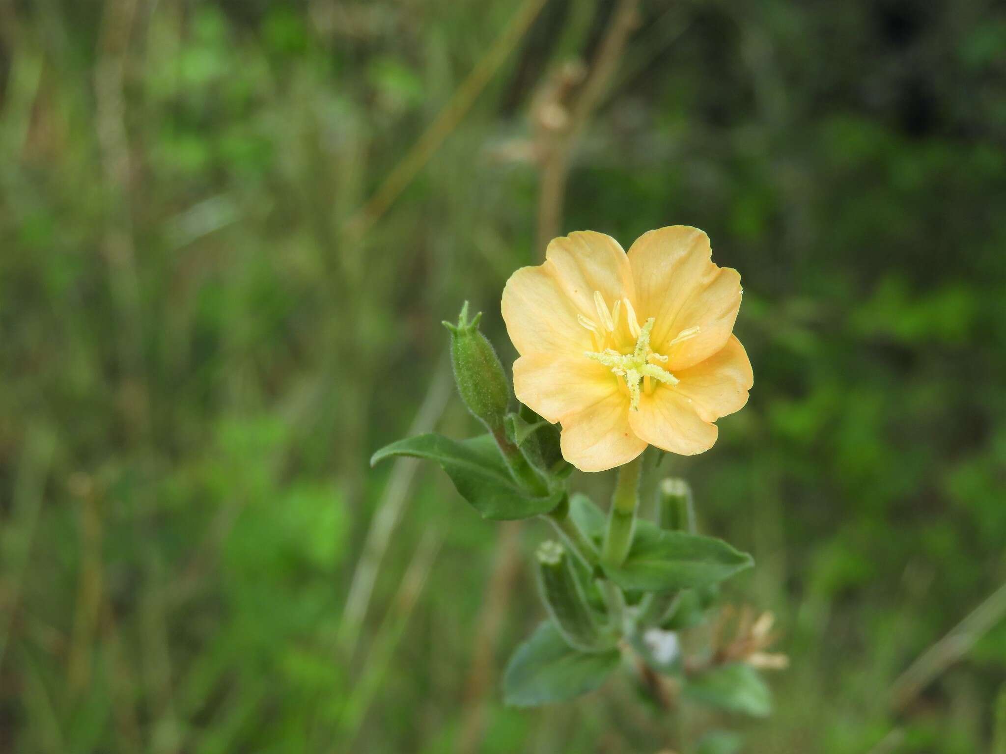 Plancia ëd Oenothera parodiana Munz