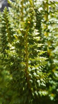 Image of Polystichum cystostegia (Hook.) Armstr.