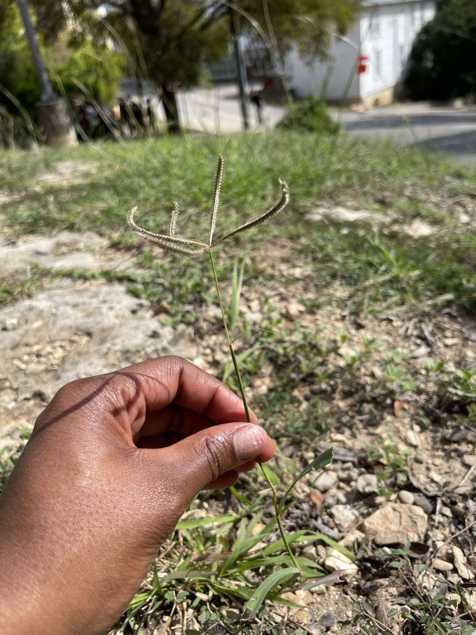 Image of Fringed Windmill Grass