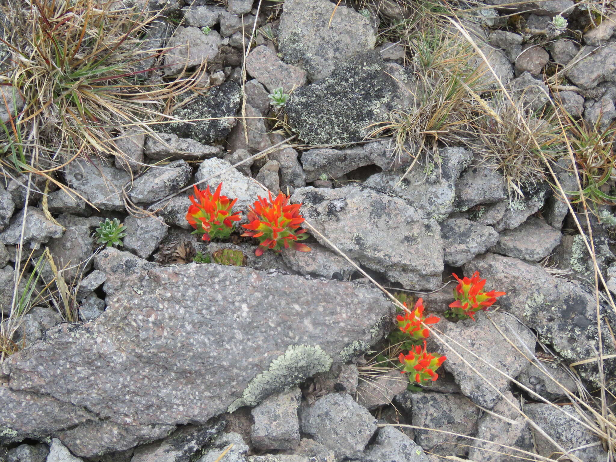 Plancia ëd Castilleja toluccensis Kunth