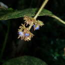 Image of Palicourea pilosa (Ruiz & Pav.) Borhidi