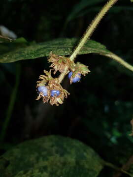 Image of Palicourea pilosa (Ruiz & Pav.) Borhidi