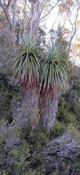 Sivun Richea pandanifolia Hook. fil. kuva