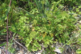 Imagem de Ligusticum scoticum subsp. hultenii (Fern.) Calder & Roy L. Taylor