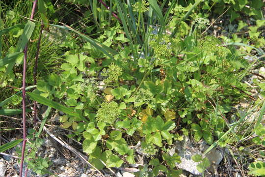 Image de Ligusticum scoticum subsp. hultenii (Fern.) Calder & Roy L. Taylor