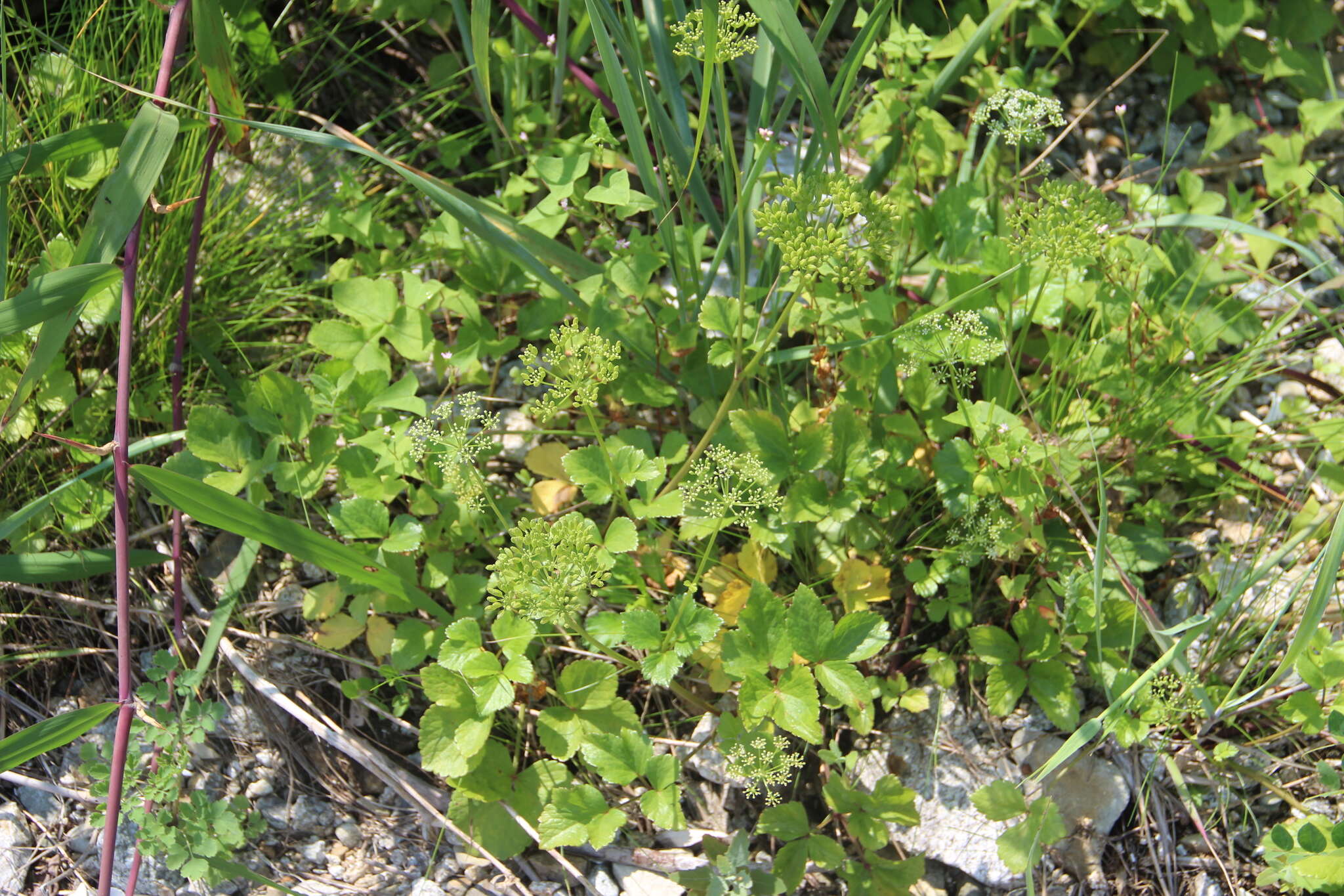 Ligusticum scoticum subsp. hultenii (Fern.) Calder & Roy L. Taylor resmi