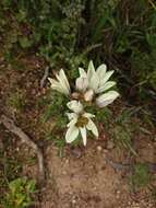 Image of Ixia abbreviata Houtt.