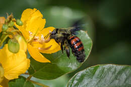 Plancia ëd Xylocopa frontalis (Olivier 1789)