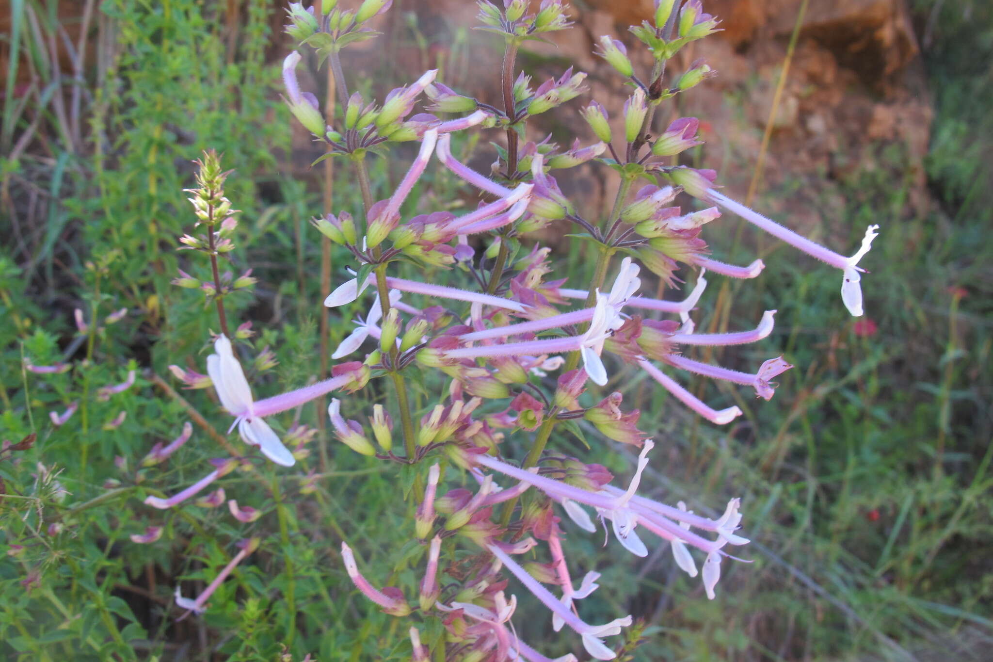 Image de Ocimum tubiforme (R. D. Good) A. J. Paton