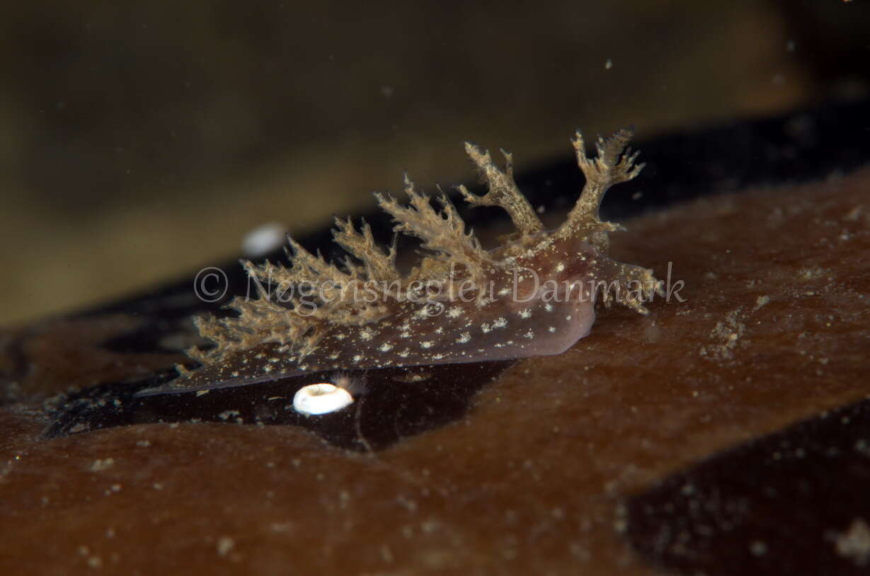 Image of bushy-backed nudibranch