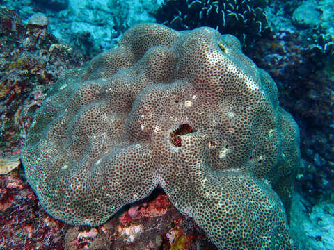 Image of tombstone coral