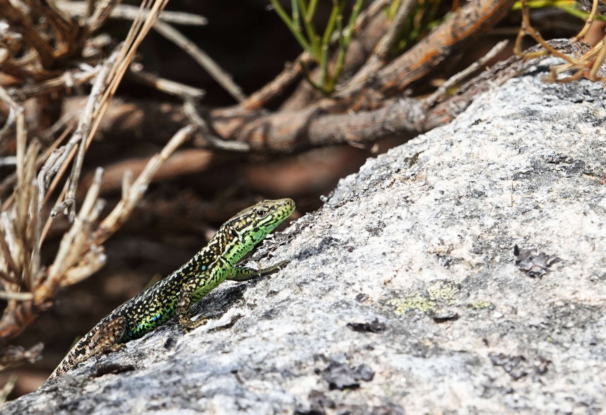 Image of Iberolacerta monticola monticola (Boulenger 1905)