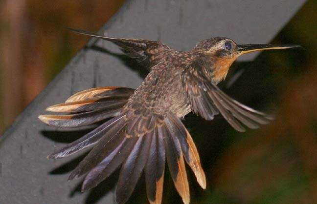 Image of Hook-billed hermit (hummingbird)