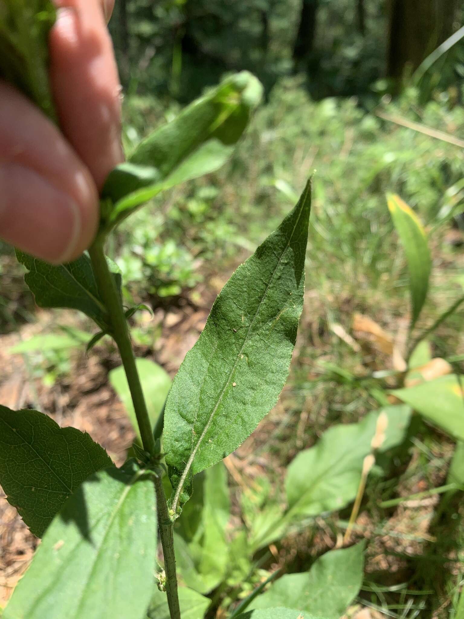 Imagem de Solidago virgaurea subsp. caucasica (Kem.-Nath.) Greuter