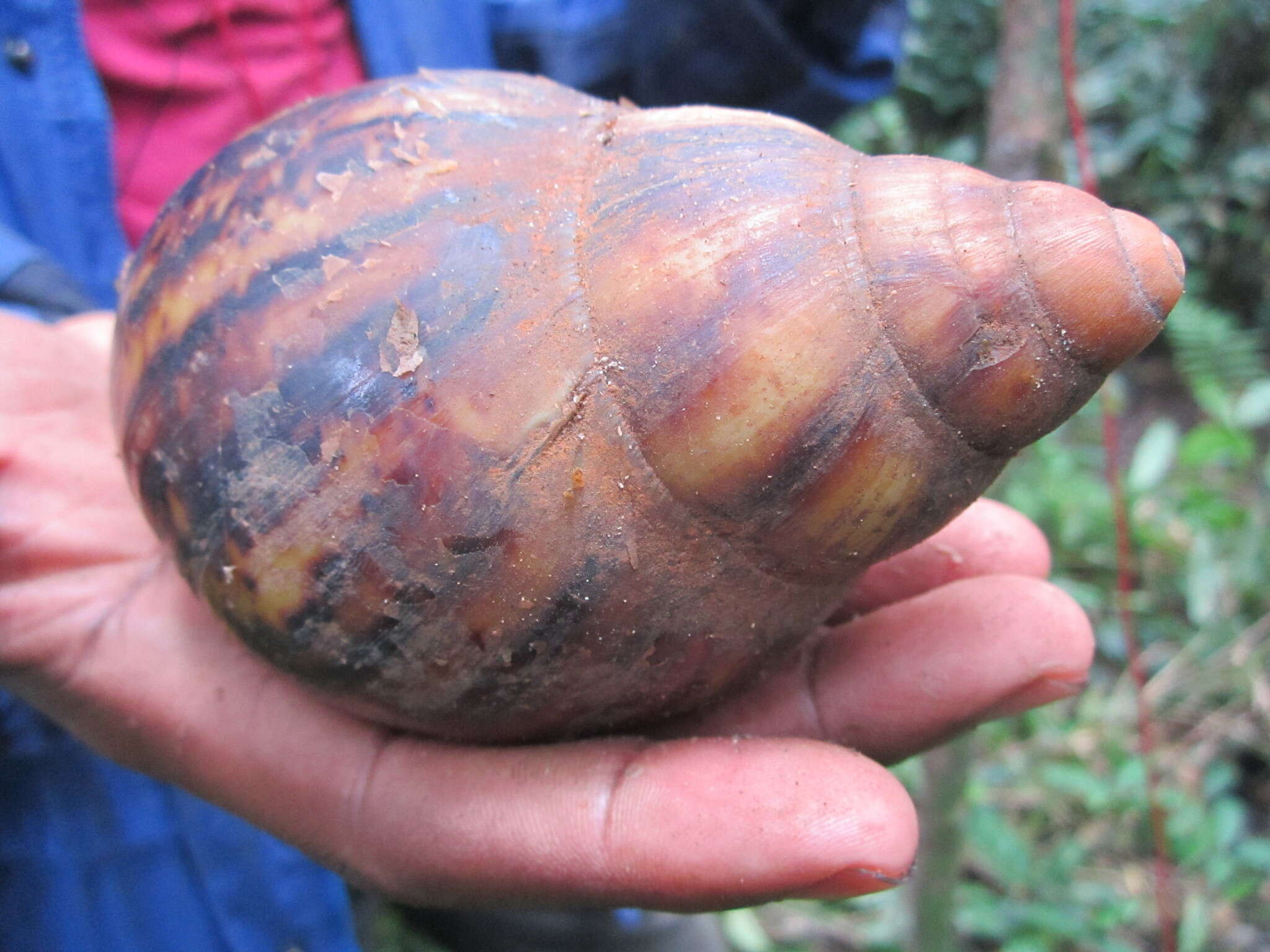 Image de Archachatina marginata (Swainson 1821)