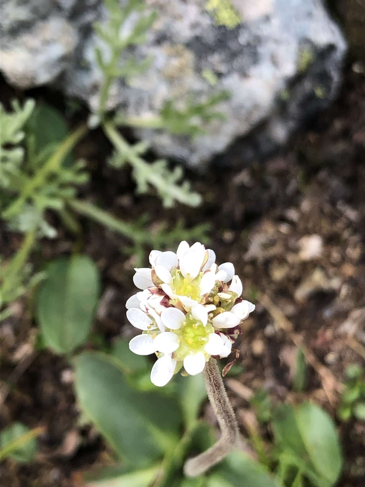 Image of Diamond-Leaf Pseudosaxifrage