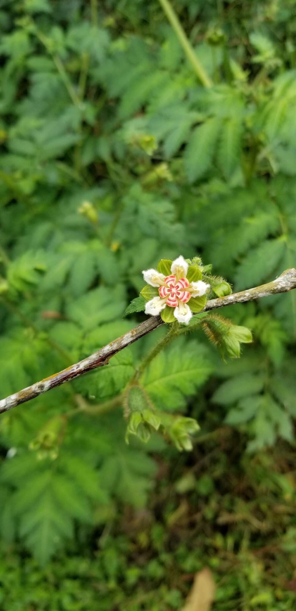 Image of Nasa triphylla subsp. rudis (Benth.) Weigend