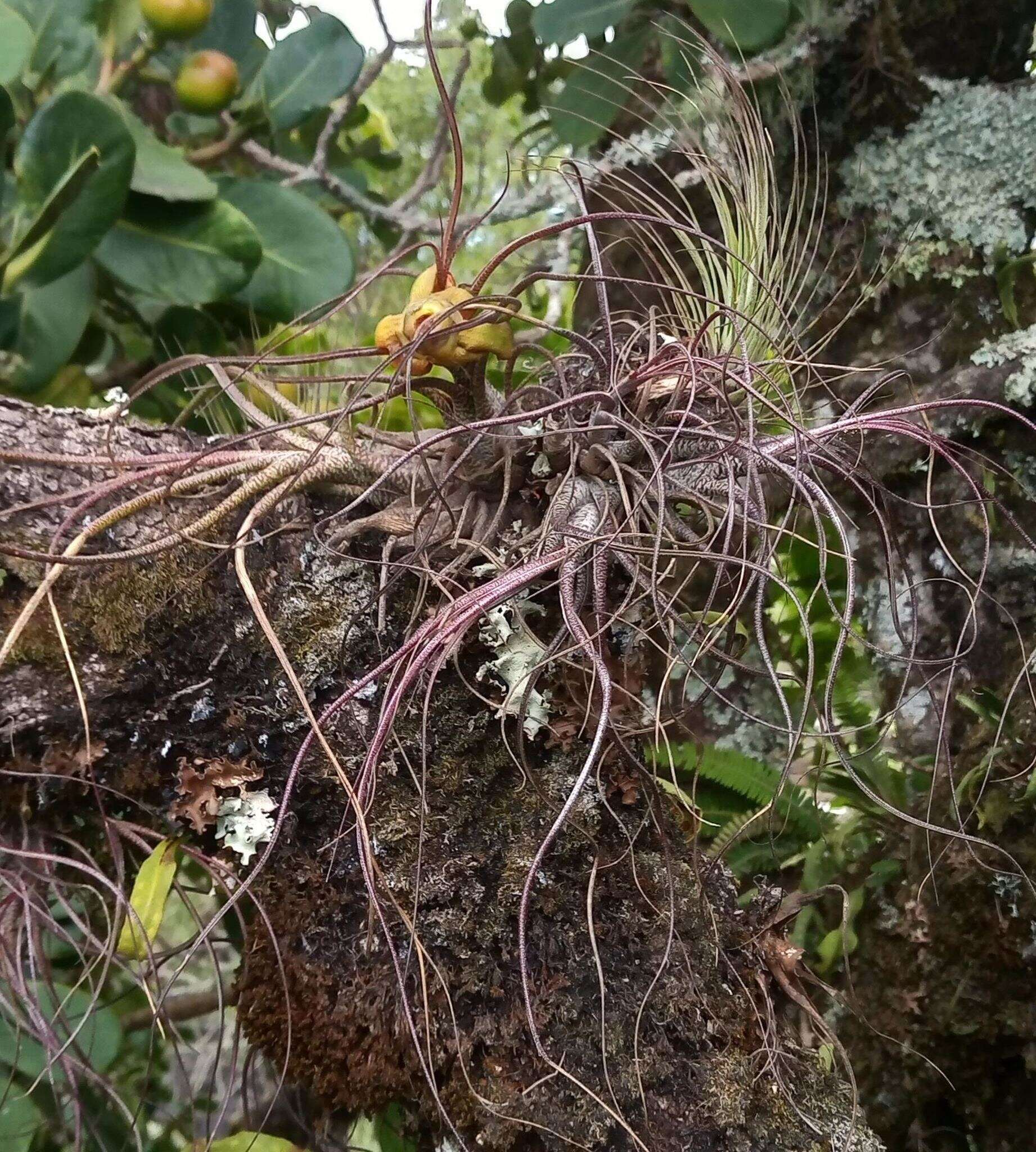 Image of Tillandsia butzii Mez